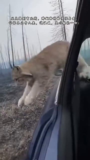 Огненная ловушка: история чудесного спасения смотреть онлайн