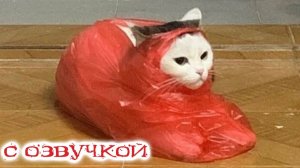 Приколы с котами! С ОЗВУЧКОЙ! Самые смешные животные - СМЕШНЫЕ КОШКИ И СОБАКИ 2023! Я РЖАЛ ДО СЛЕЗ!