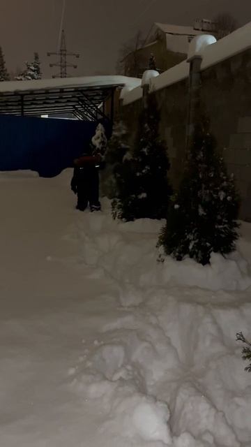 как правильно чистить туи от снега🤣🤣🤣