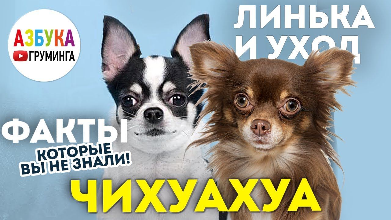 Чихуахуа: груминг, уход и содержание