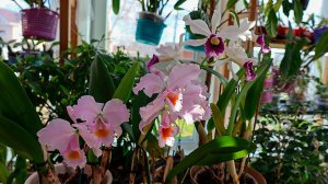 Весенние каттлеи Cattleya schroederae и Laelia purpurata