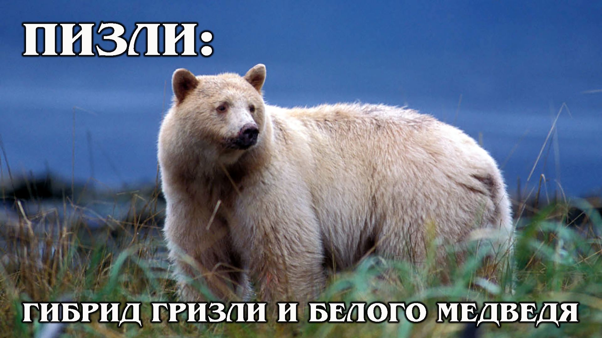 Полярный Гризли: Гибрид Белого и Бурого Медведя | Интересные факты про медведей смотреть онлайн