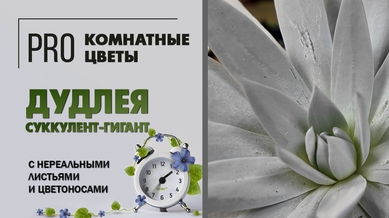 Дудлея - суккулент гигант с нереальными листьями и огромными цветоносами.  Уход, полив, пересадка.