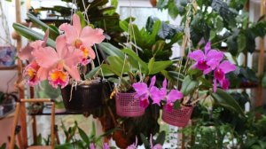 Ноябрь в Зимнем Саду