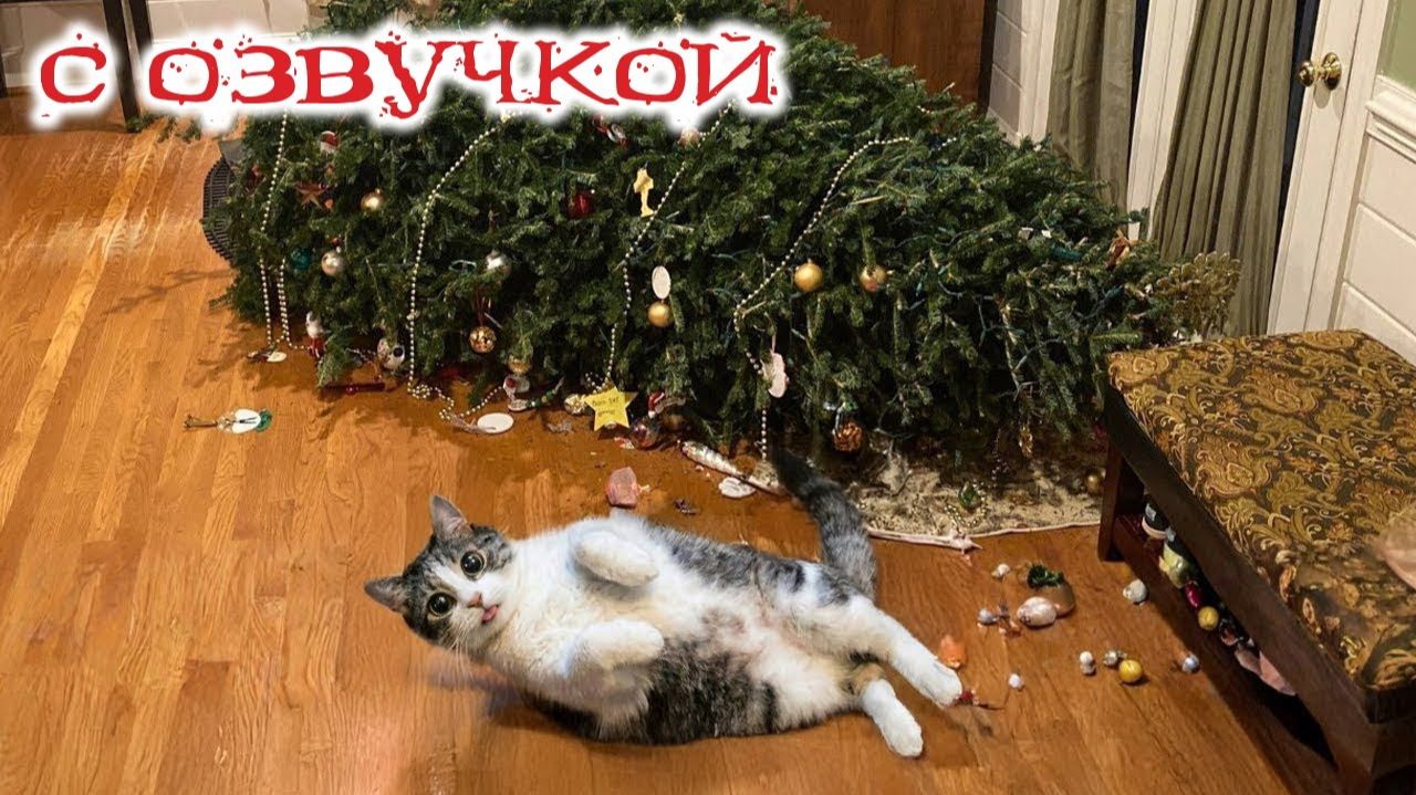 Приколы с котами! С ОЗВУЧКОЙ! Самые смешные животные! СМЕШНЫЕ КОТЫ и собаки! ДО СЛЕЗ! смотреть онлайн