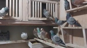 Типплеры 06.01.2026г.