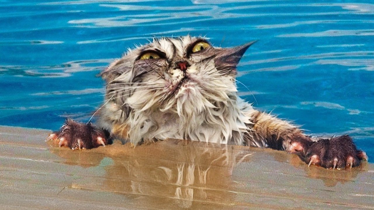 ЗАБАВНЫЕ ВСТРЕЧИ ЖИВОТНЫХ С ВОДОЙ! смотреть онлайн