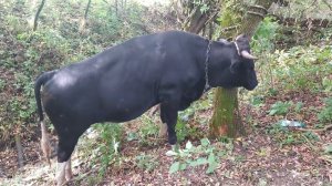 Большой бык попал в беду