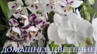 №1159/ ЦВЕТЕНЕЕ орхидей на МОЁМ подоконнике. Часть №1 смотреть онлайн