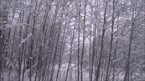 Охота с гончими. Первый выезд в 2026 году. Побудили, погоняли. Не перевиден, не добыт)))