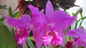 Cattleya lueddemanniana rubra vs coerulea