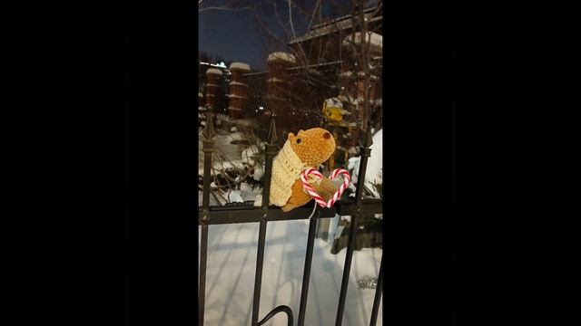 Гуляем с капибарой Розой!