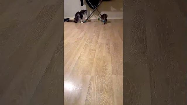 Новая игрушка для кошек смотреть онлайн