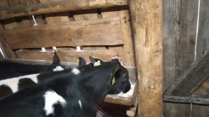 Приучаю бычков к своим кормам