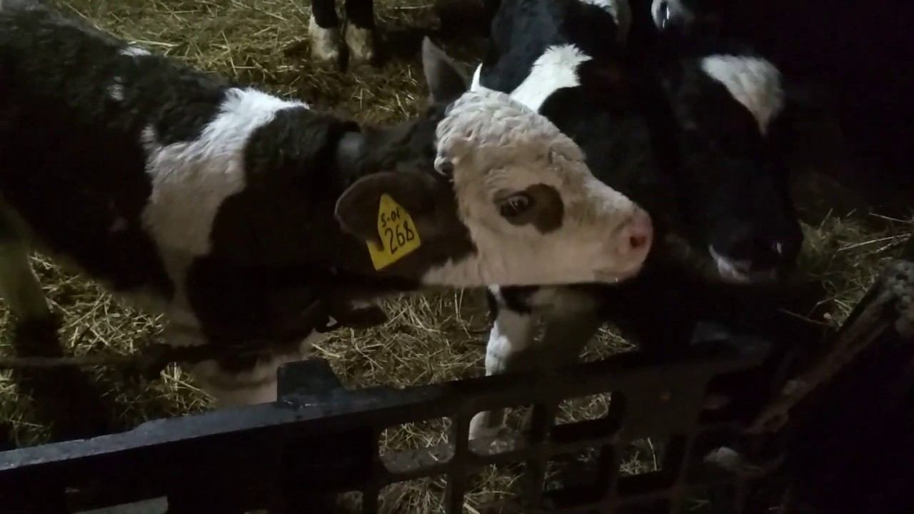 Покупные бычки обживаются.