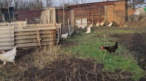 Весна в январе. Наконец-то убрали виноград. Жизнь на пенсии.