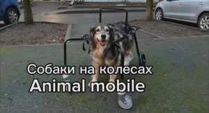 Собаки на колесах.Animal mobile