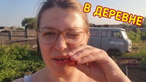 КЛУБНИКА, БАСКЕТБОЛ И ЗМЕИ: наши выходные в Волчихе Алтайский край.