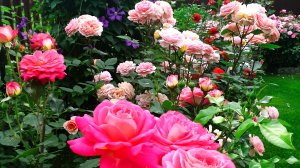 Мой розовый сад. Часть 2.