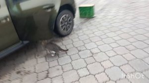 Отдали много новых ловушек.