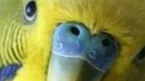 попугай попал в печёрочку