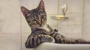 СМЕШНО ДО СЛЕЗ 😹😍 СМЕШНЫЕ КОТЫ, ЛУЧШИЕ ПРИКОЛЫ С КОТАМИ, СОБАКАМИ КОШКИ,СОБАКИ , ЖИВОТНЫЕ 🥰