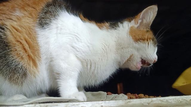 Ушастика пришла покушать смотреть онлайн