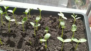 Когда сеять арбузы?