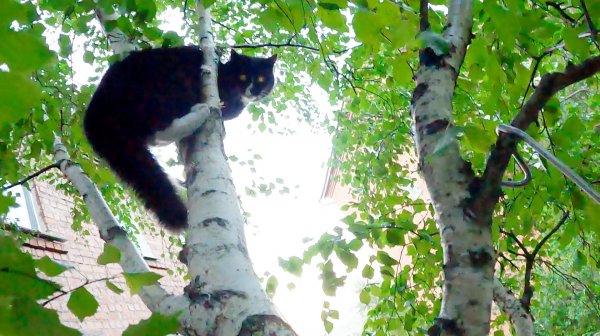 Неопознанный опознанный