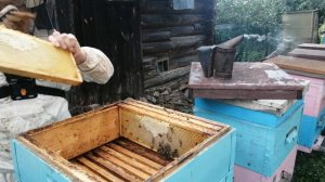 Развитие слабого отводка с весны до осени Фильм 5