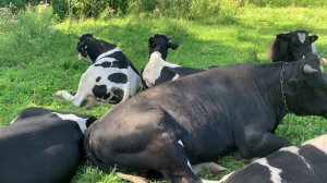 Протеин для быков