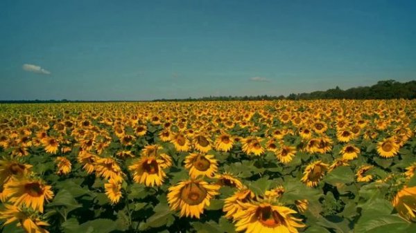 забытая история