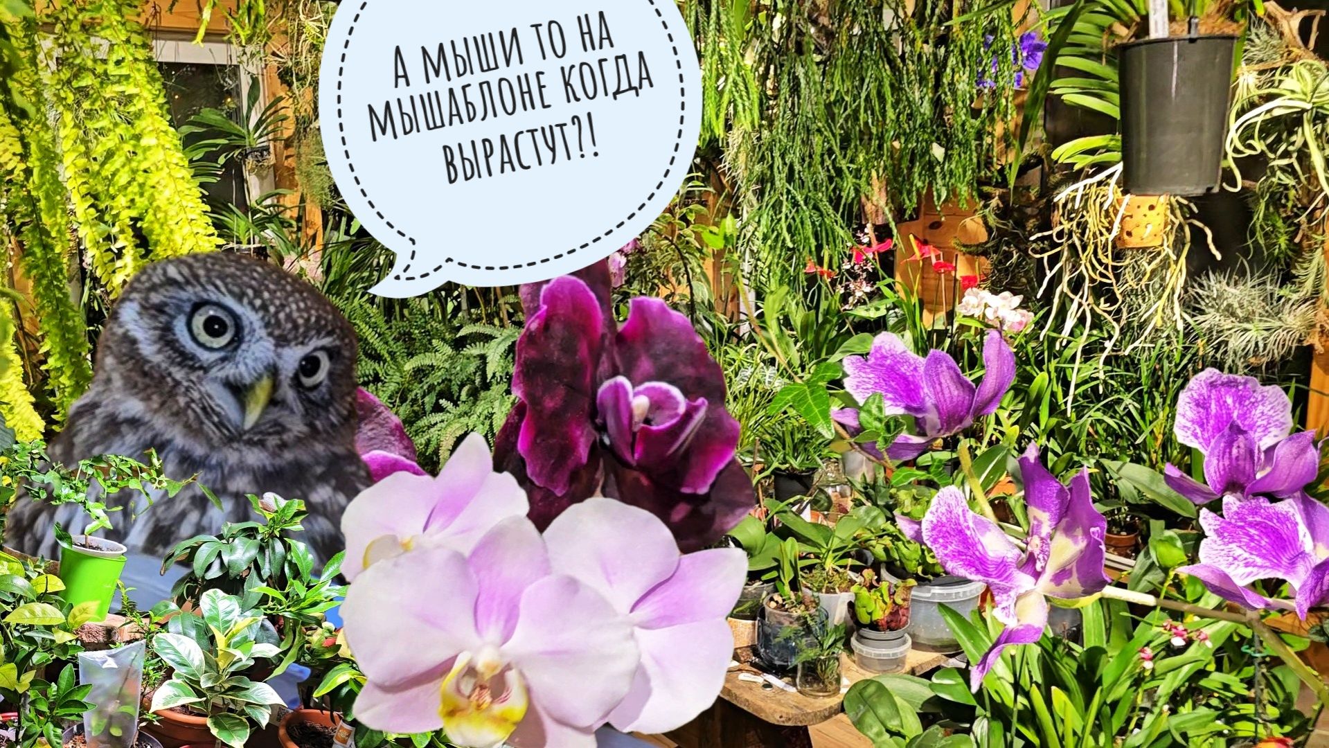Зимнее цветение орхидей в совиной оранжерее. Чего там сыч Лучик навыращивал? смотреть онлайн