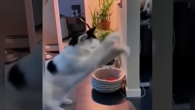 Коты-спортсмены