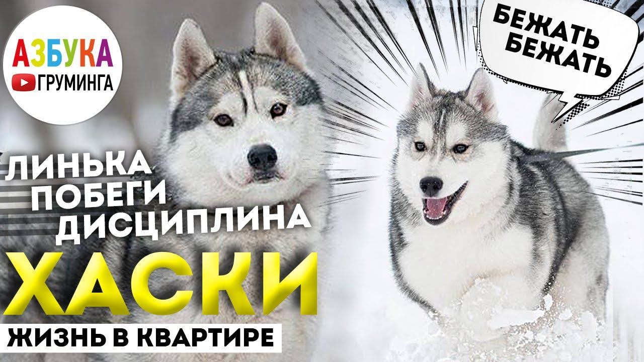 Сибирский хаски - груминг, линька. Правила стрижки хаски. Жизнь с волком в квартире
