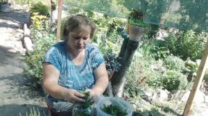 Ферментация мяты 🌿