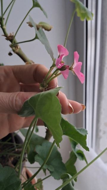 1000016710.mp4 🚀🖋️🚀 У НАС ВЕСНА 🌺🏵️🌻🚀🖋️🚀 смотреть онлайн