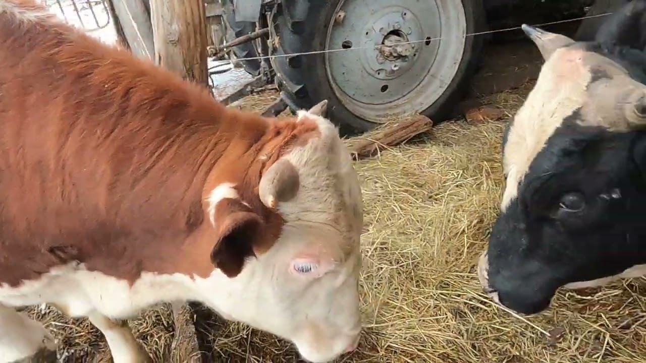 1марта, привесы быков.