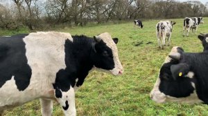 Привесы бычков м октябре