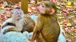 Анфиса с Фиником успокоились и стали спокойно играть, а какаду как всегда в полном кипише)