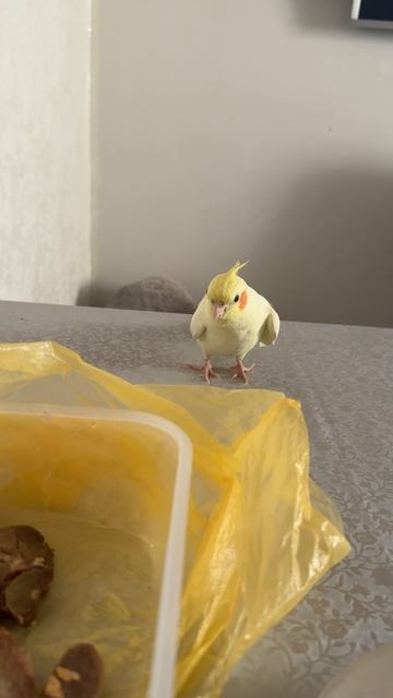 Попугай карелла говорит🤗