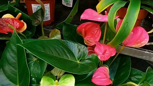 #оби все есть мандарины цветы красота смотреть онлайн