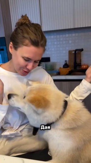 Самая милая собака задушила кур, но живы ли павлины? #нетипичныйфермер #загородныйдом #животные #аки