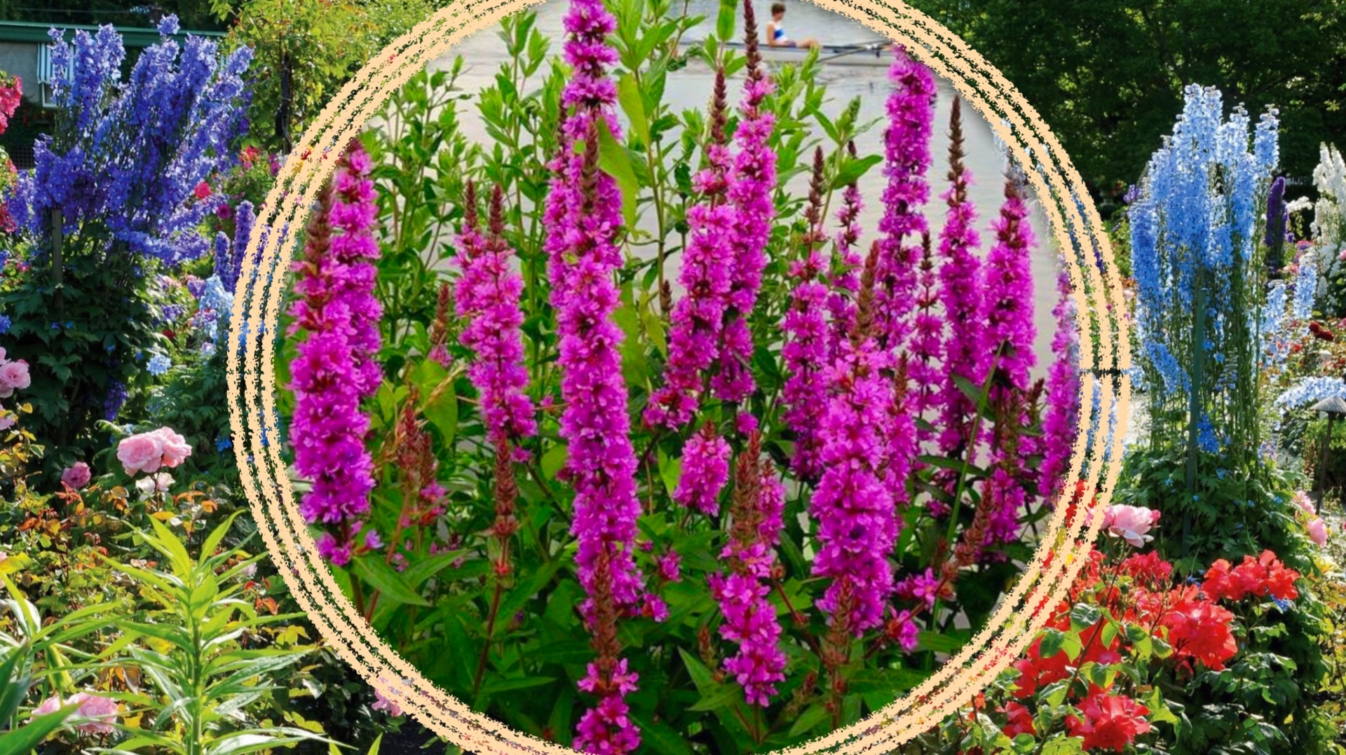 Многолетние растения для создания вертикальных акцентов в саду