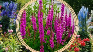 Многолетние растения для создания вертикальных акцентов в саду