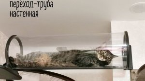 Два маленьких котёнка поссорились в углу