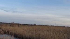 Погнали лисичку