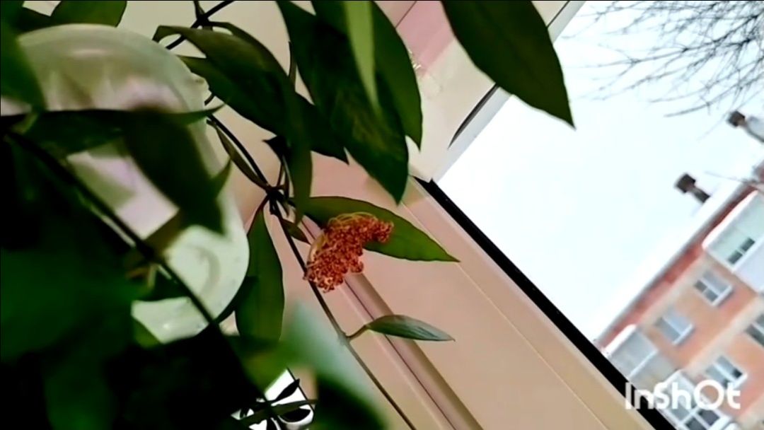 🌿Будни цветовода, уход за хойями.✂️🌱🌱