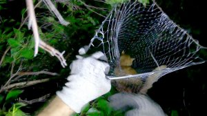 "Нарыбачил"