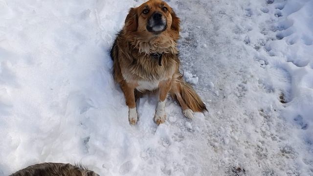 Люся вставай пойдём смотреть онлайн